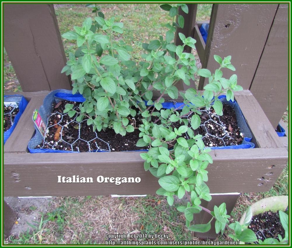 Photo of Italian Oregano (Origanum x majoricum) uploaded by beckygardener