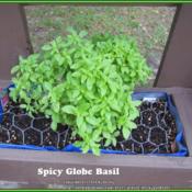 A Basil starter plant that I am trying to grow in a small vertica