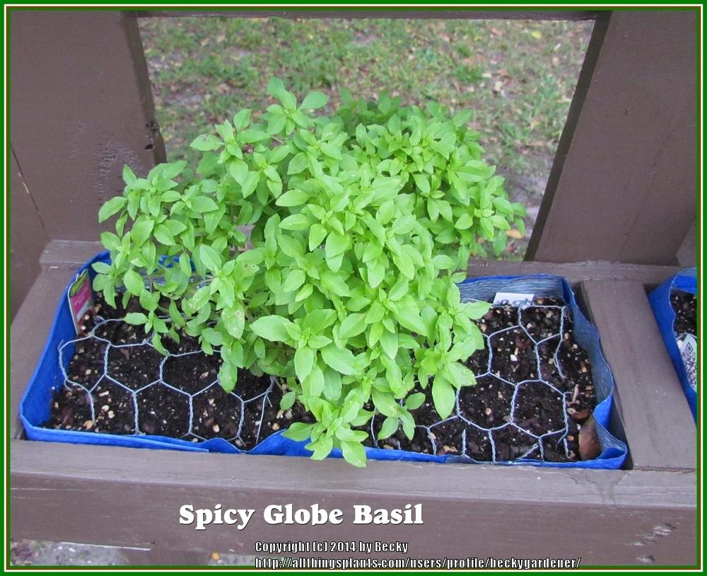 Photo of Bush Basil (Ocimum basilicum 'Spicy Globe') uploaded by beckygardener
