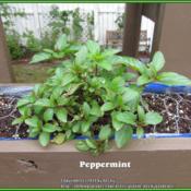 Peppermint start. This cultivar has reddish outlined leaves and m