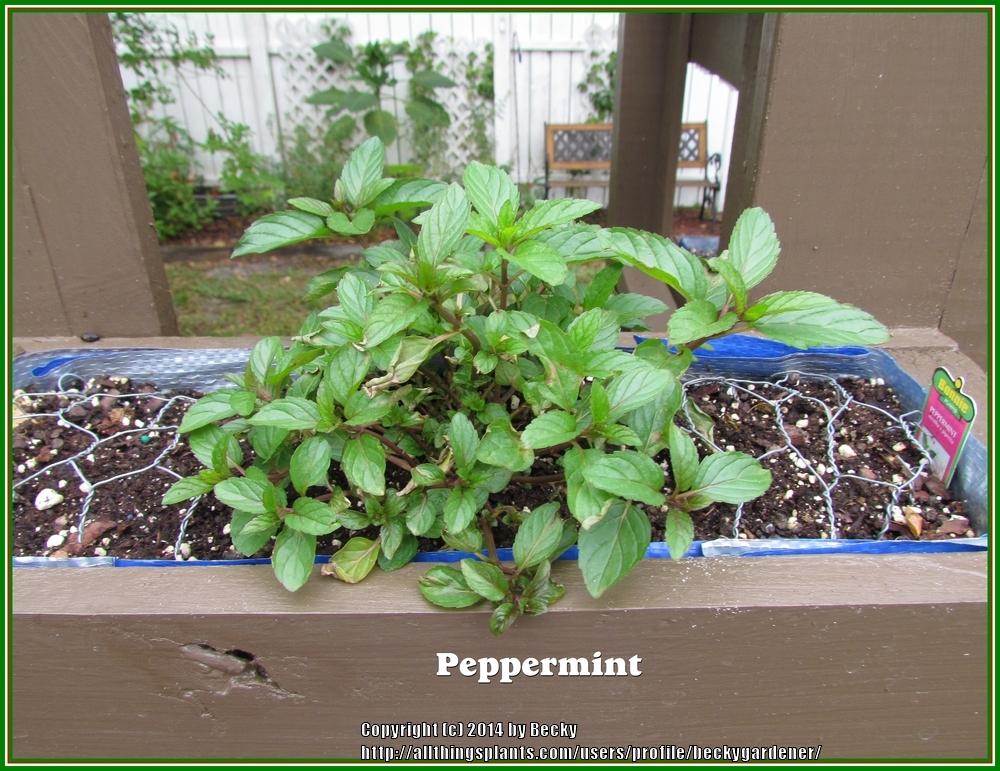Photo of Peppermint (Mentha x piperita) uploaded by beckygardener