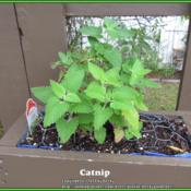 Catnip start growing in a vertical garden container. Will be inte