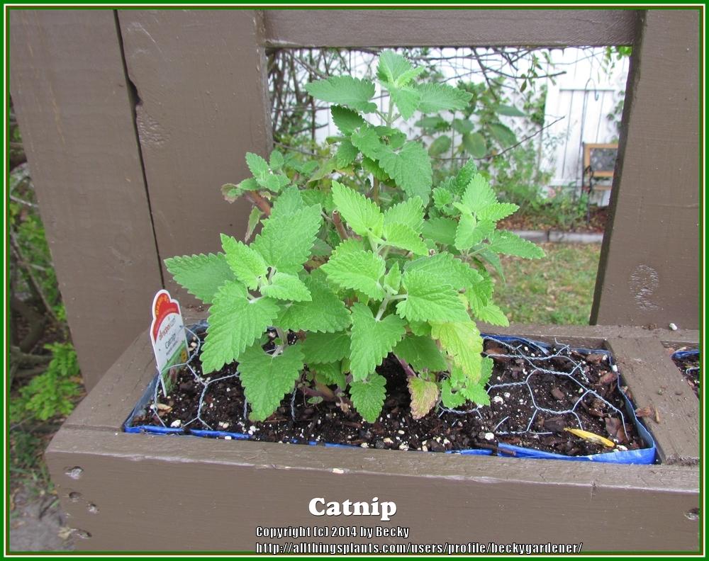 Photo of Catnip (Nepeta cataria) uploaded by beckygardener