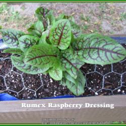 Location: Sebastian, Florida
Date: 2014-03-23
Rumex start that was labeled "Raspberry Dressing" as the cultivar