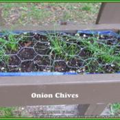 These were labeled "Onion Chives" because of the onion taste. Am 