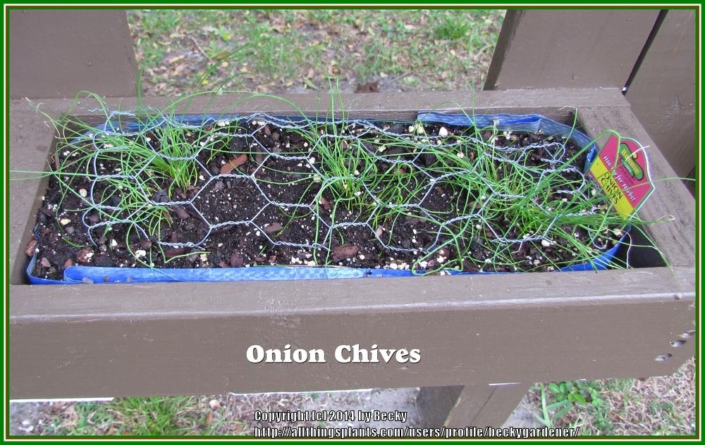 Photo of Chives (Allium schoenoprasum) uploaded by beckygardener