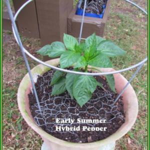 Early Summer Bell Pepper start growing in a pot. Am looking forwa