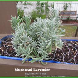 Location: Sebastian, Florida
Date: 2014-03-23
Lavender start. Am growing this in a small vertical garden and wi