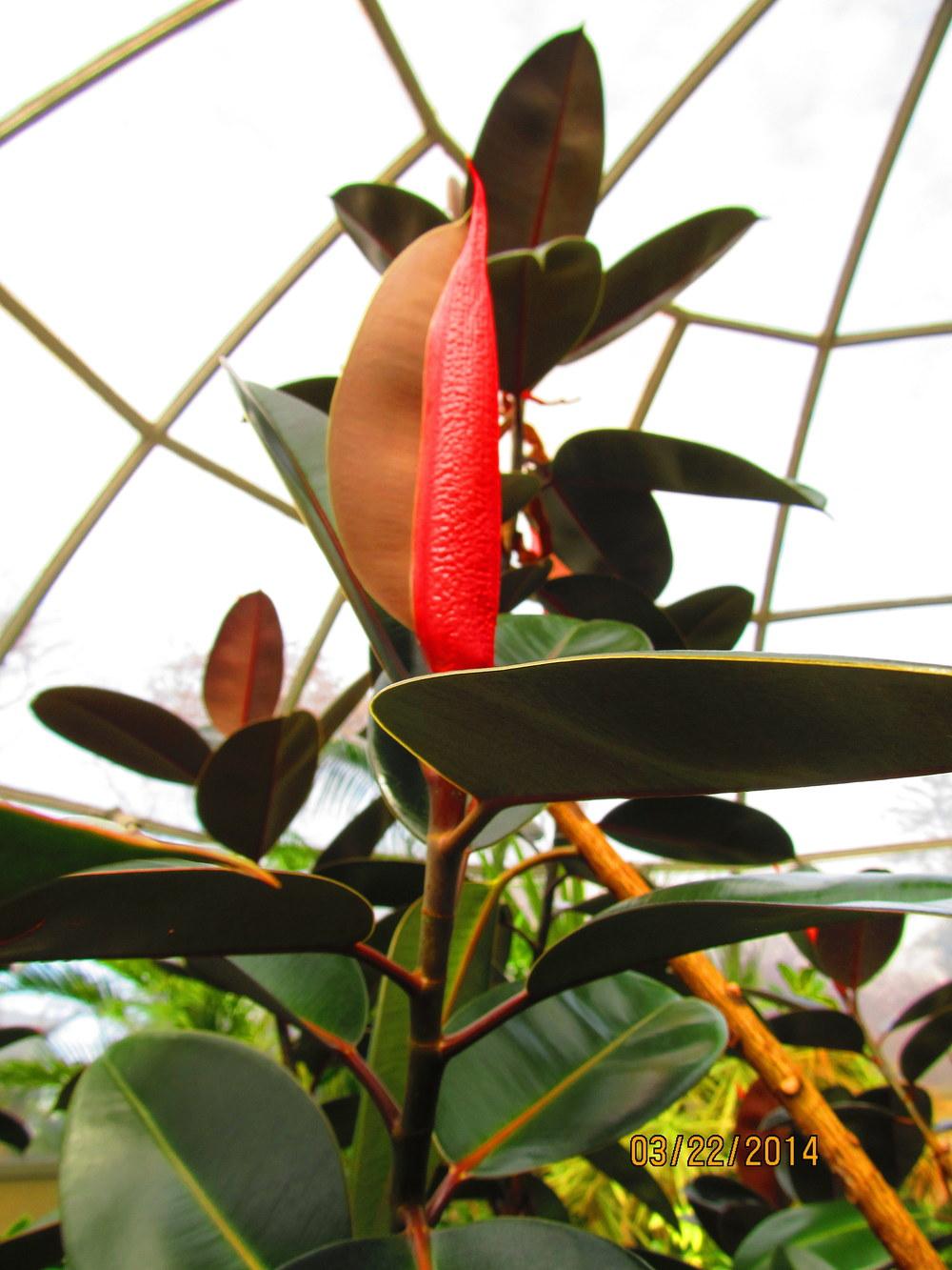 Photo of Rubber Plant (Ficus elastica) uploaded by jmorth