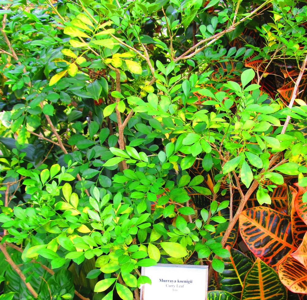 Photo of Curry Leaf (Murraya koenigii) uploaded by jmorth