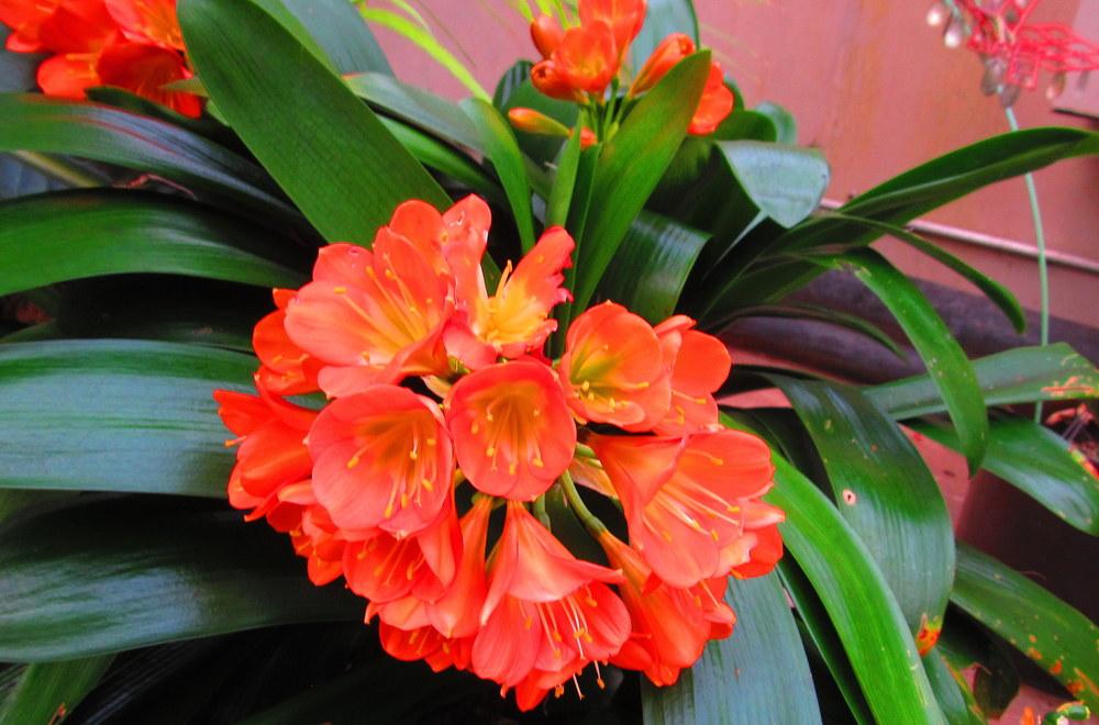 Photo of Clivias (Clivia) uploaded by jmorth