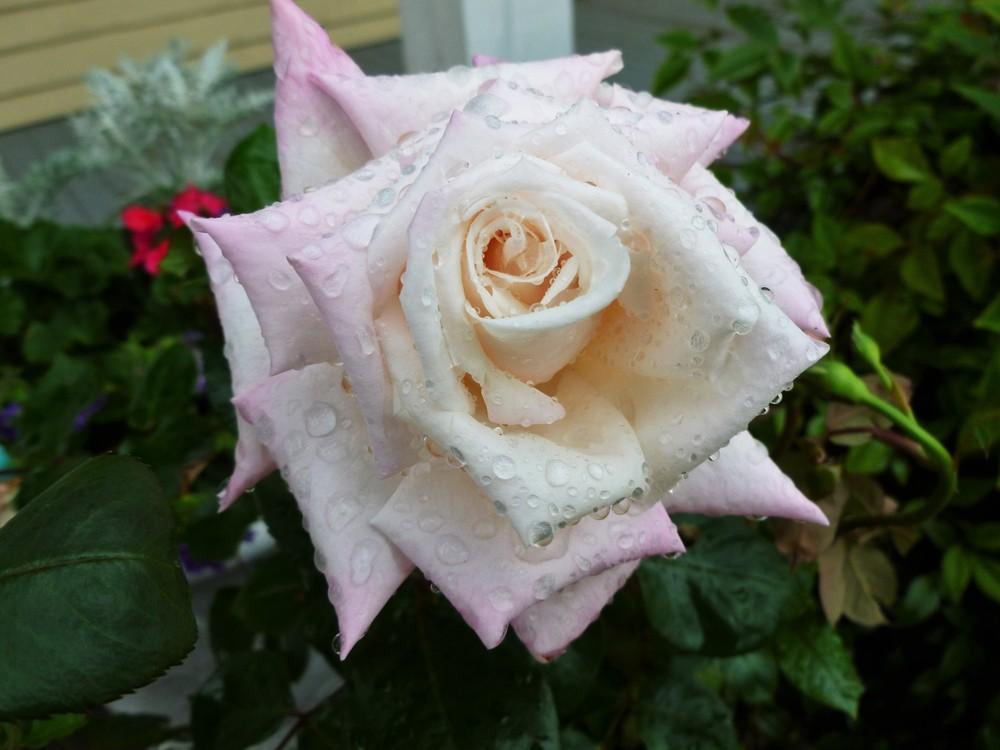 Photo of Rose (Rosa 'Royal Highness') uploaded by spiderviolets