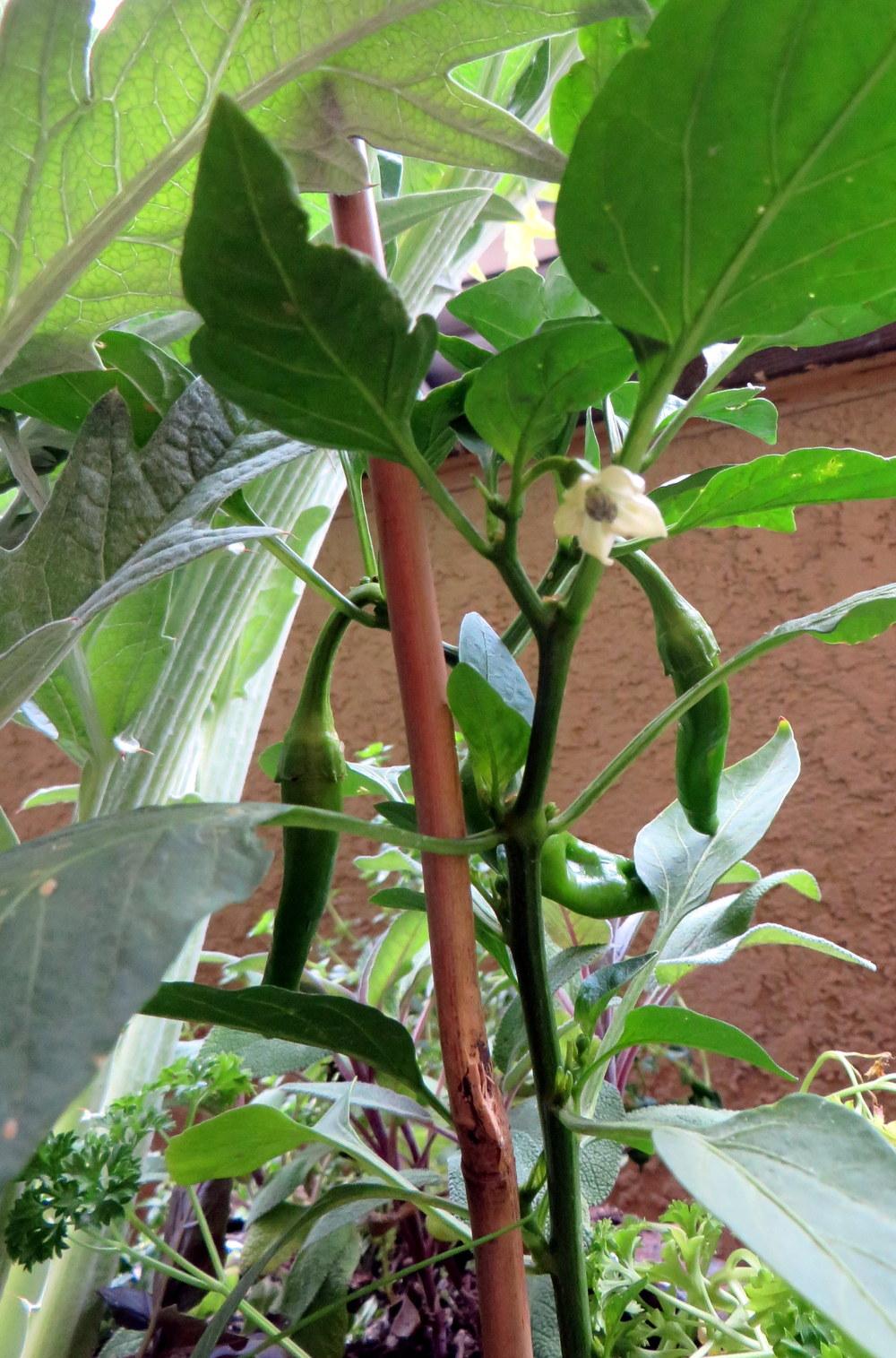 Photo of Hot Pepper (Capsicum annuum 'Garden Salsa') uploaded by JulieB