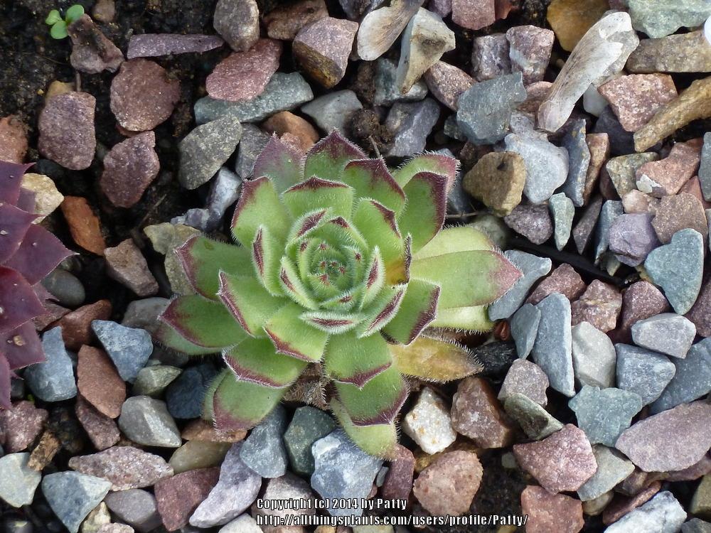 Photo of Hen and Chicks (Sempervivum leucanthum) uploaded by Patty
