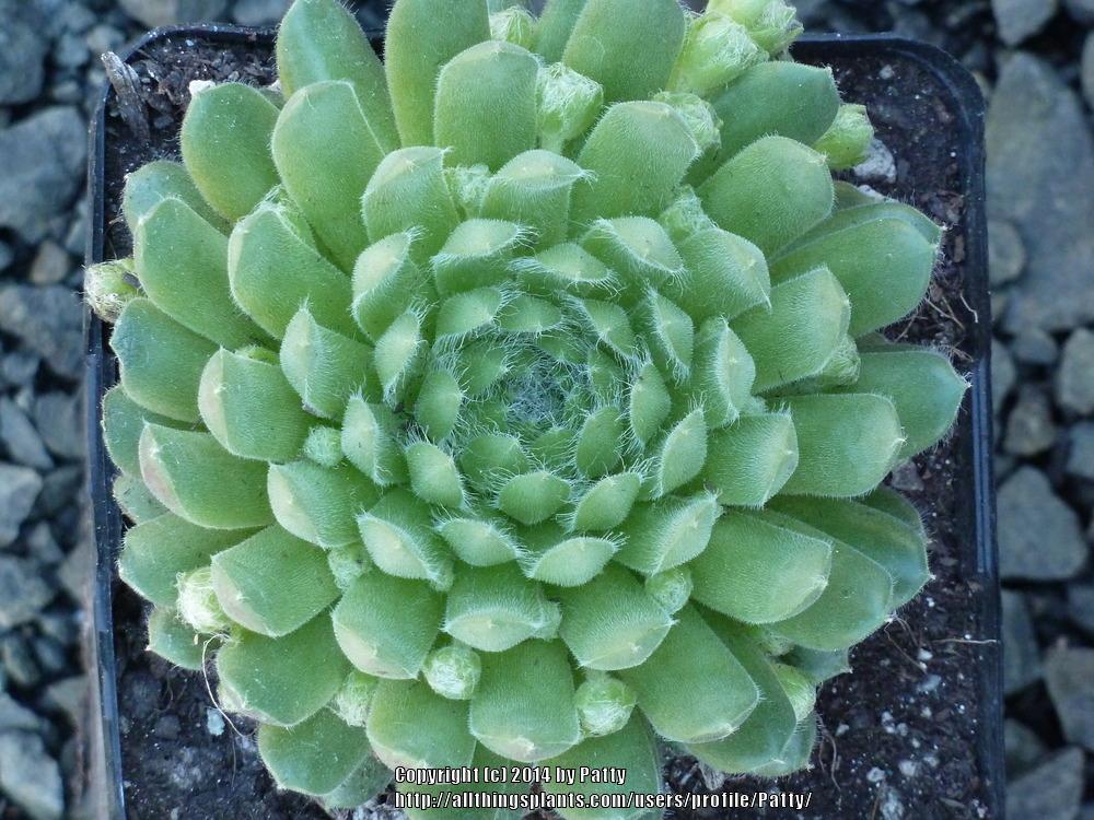 Photo of Hen and Chicks (Sempervivum 'Spring Beauty') uploaded by Patty