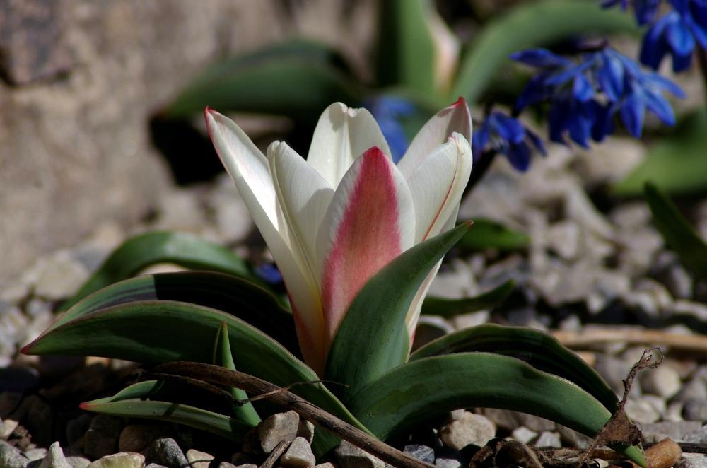 Photo of Waterlily Tulip (Tulipa kaufmanniana 'Hearts Delight') uploaded by dirtdorphins