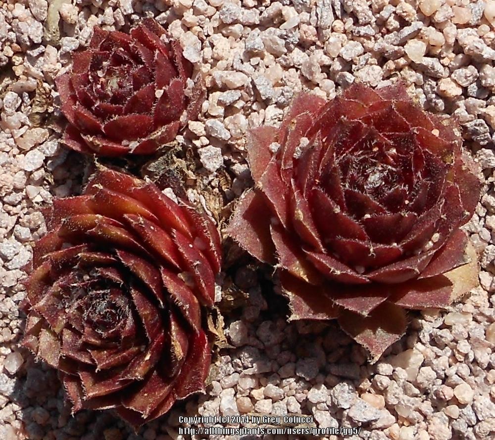 Photo of Hen and Chicks (Sempervivum 'Carnival') uploaded by gg5