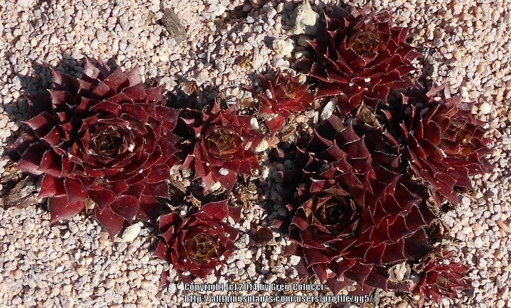 Photo of Hen and Chicks (Sempervivum 'Dynamo') uploaded by gg5