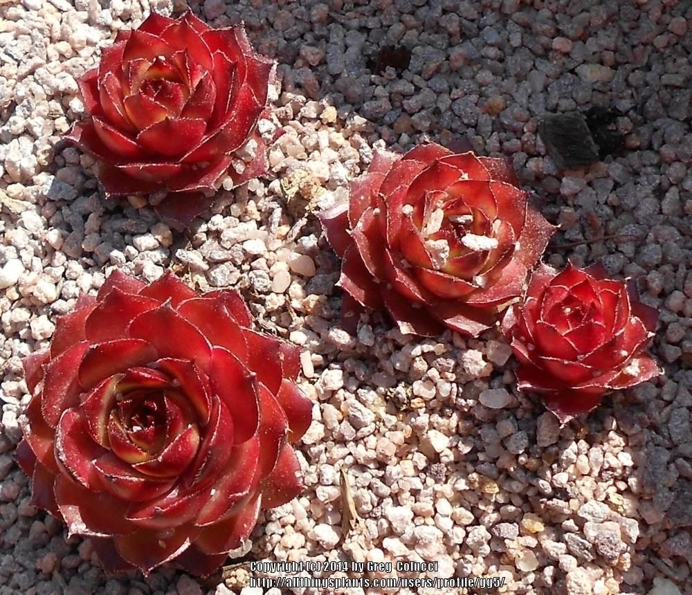 Photo of Hen and Chicks (Sempervivum 'Mitchell's Gold') uploaded by gg5