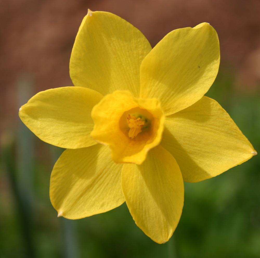 Photo of Daffodils (Narcissus) uploaded by jon