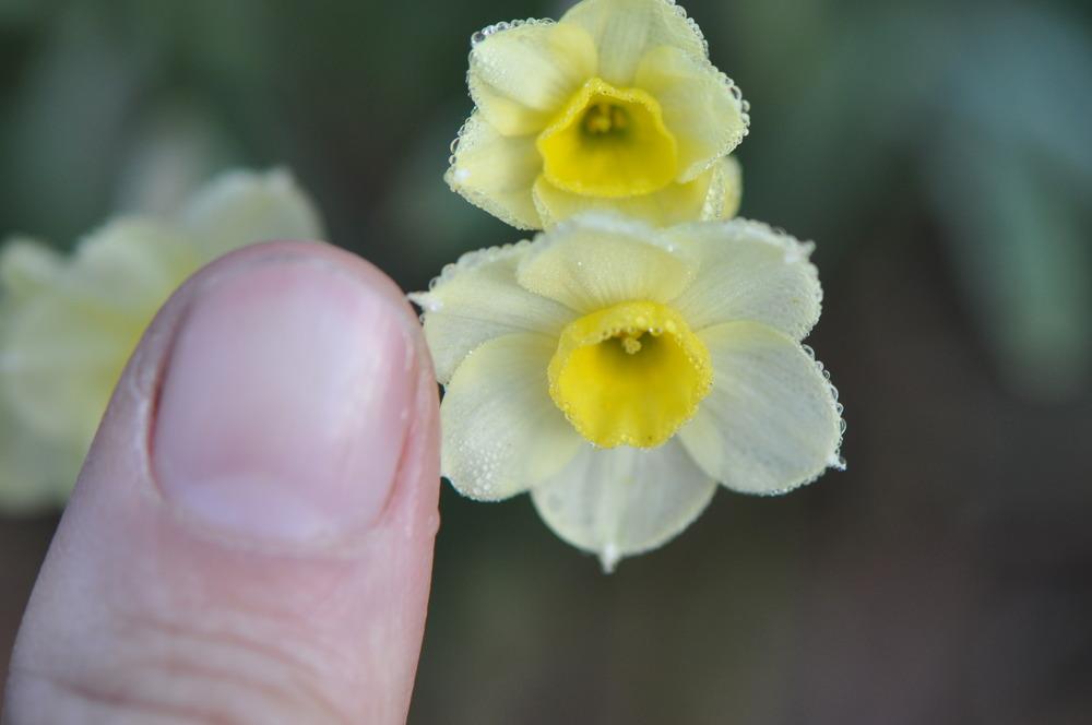 Photo of Tazetta Daffodil (Narcissus 'Minnow') uploaded by kosk0025