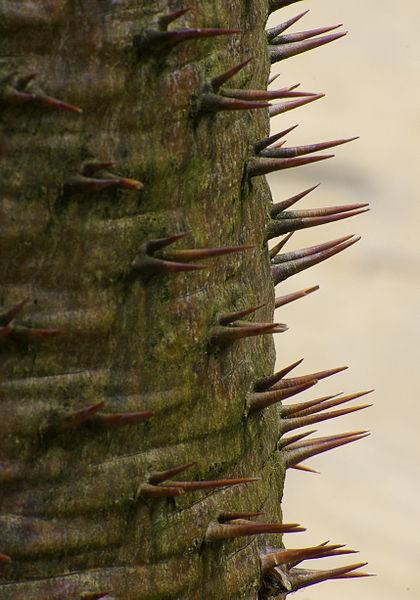 Photo of Madagascar Palm (Pachypodium lamerei) uploaded by robertduval14