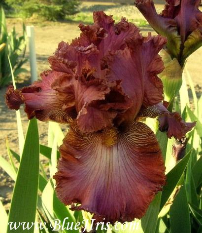 Photo of Tall Bearded Iris (Iris 'Ruth Porter Waring') uploaded by Calif_Sue