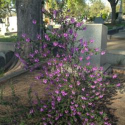 Location: Hamilton Square perennial garden Historic City Cemetery, Sacramento CA.
Date: 2014-03-24