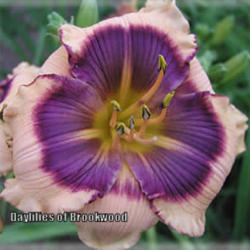 
Photo Courtesy of Daylilies of Brookwood. Used with Permission.