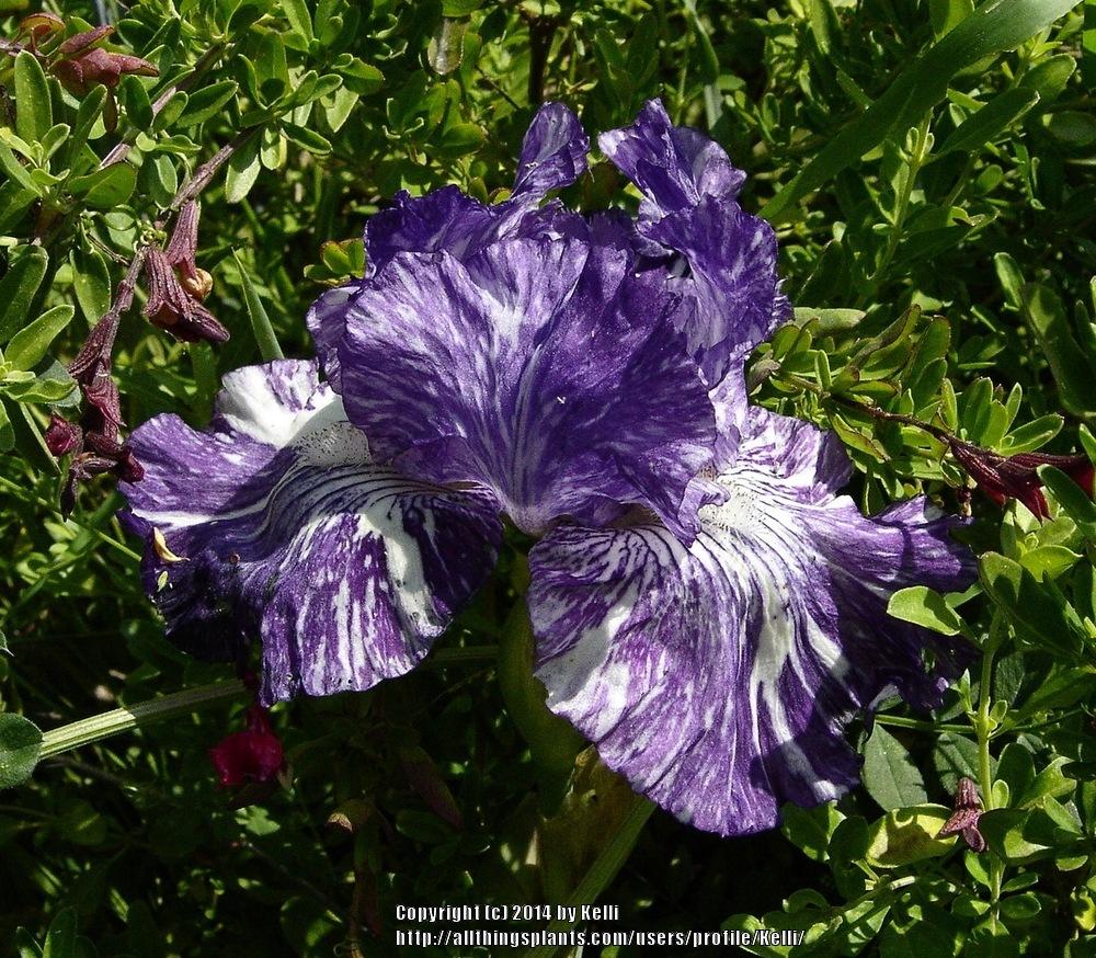 Photo of Border Bearded Iris (Iris 'Batik') uploaded by Kelli