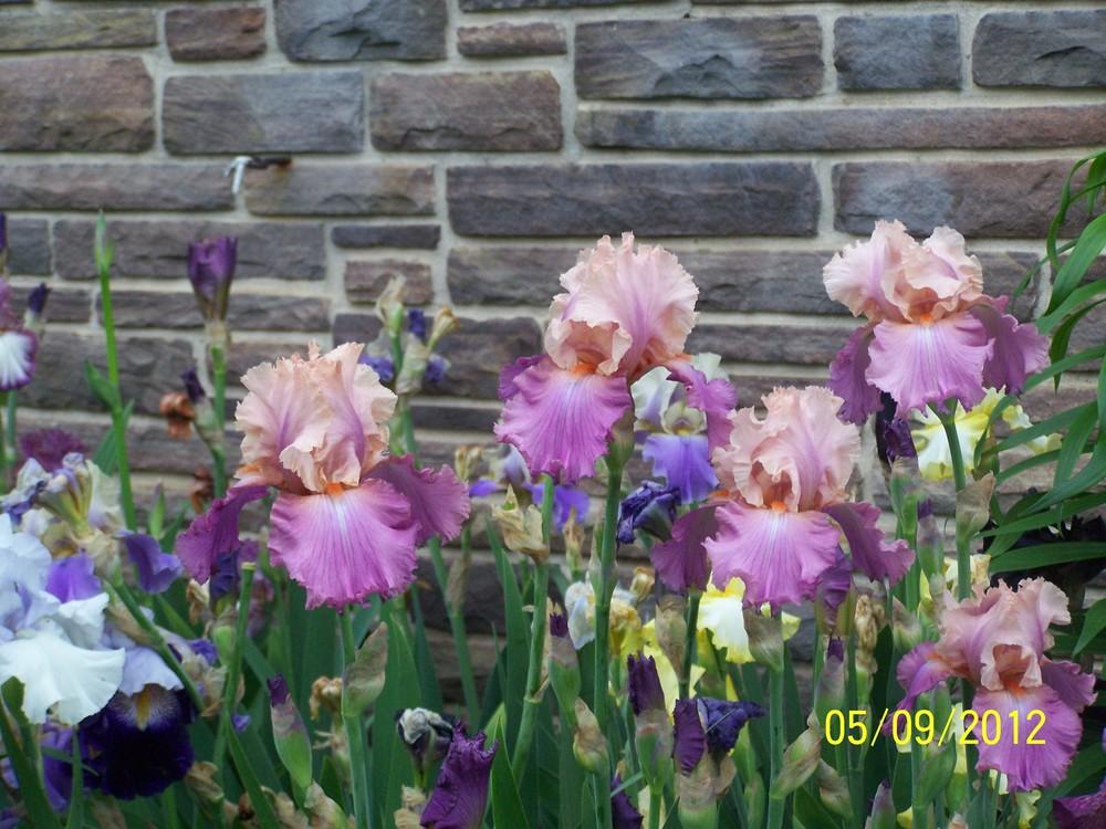 Photo of Tall Bearded Iris (Iris 'Sweet Musette') uploaded by Misawa77