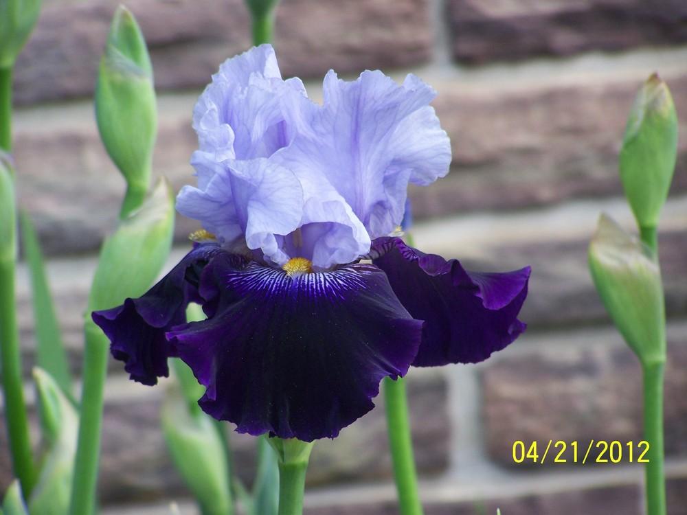 Photo of Tall Bearded Iris (Iris 'Repeat Performance') uploaded by Misawa77