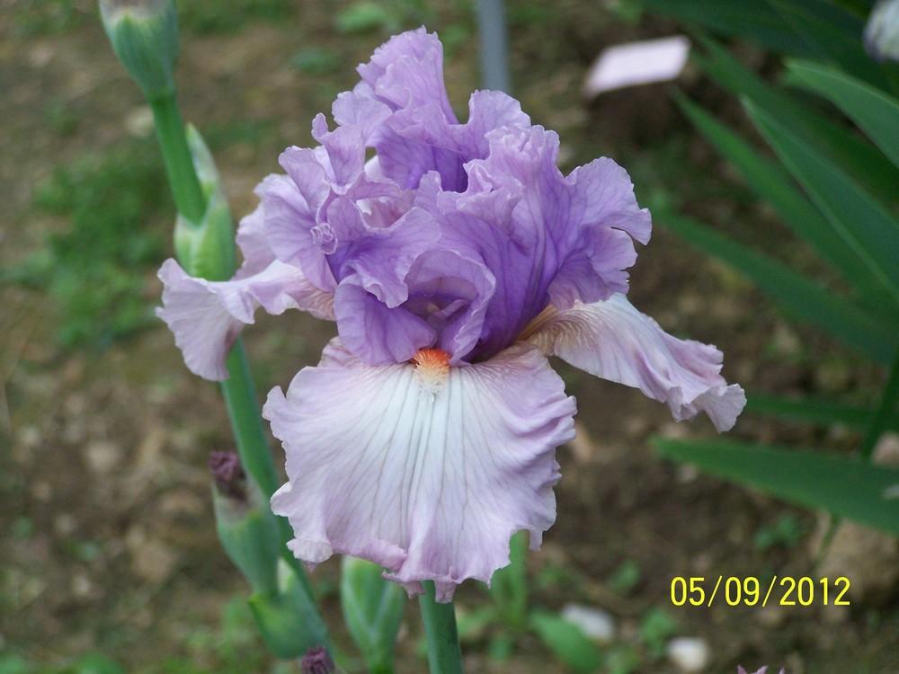 Photo of Tall Bearded Iris (Iris 'Modern Woman') uploaded by Misawa77