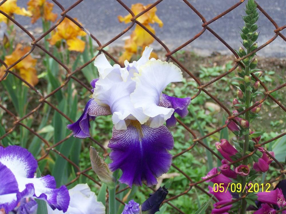 Photo of Tall Bearded Iris (Iris 'Slovak Prince') uploaded by Misawa77
