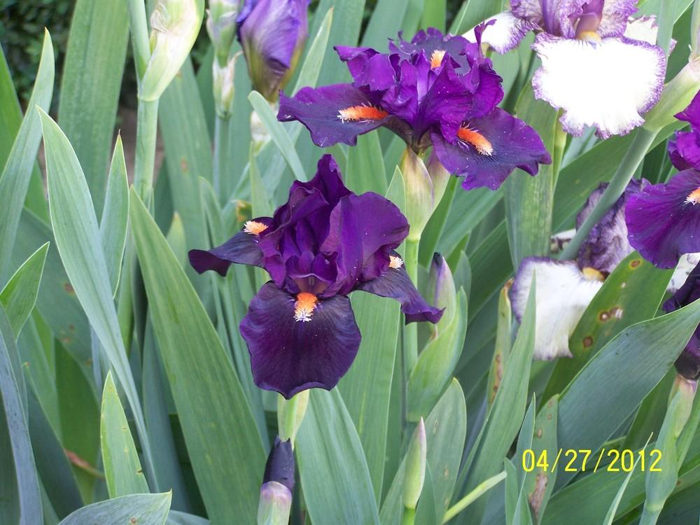 Photo of Intermediate Bearded Iris (Iris 'Imperative') uploaded by Misawa77