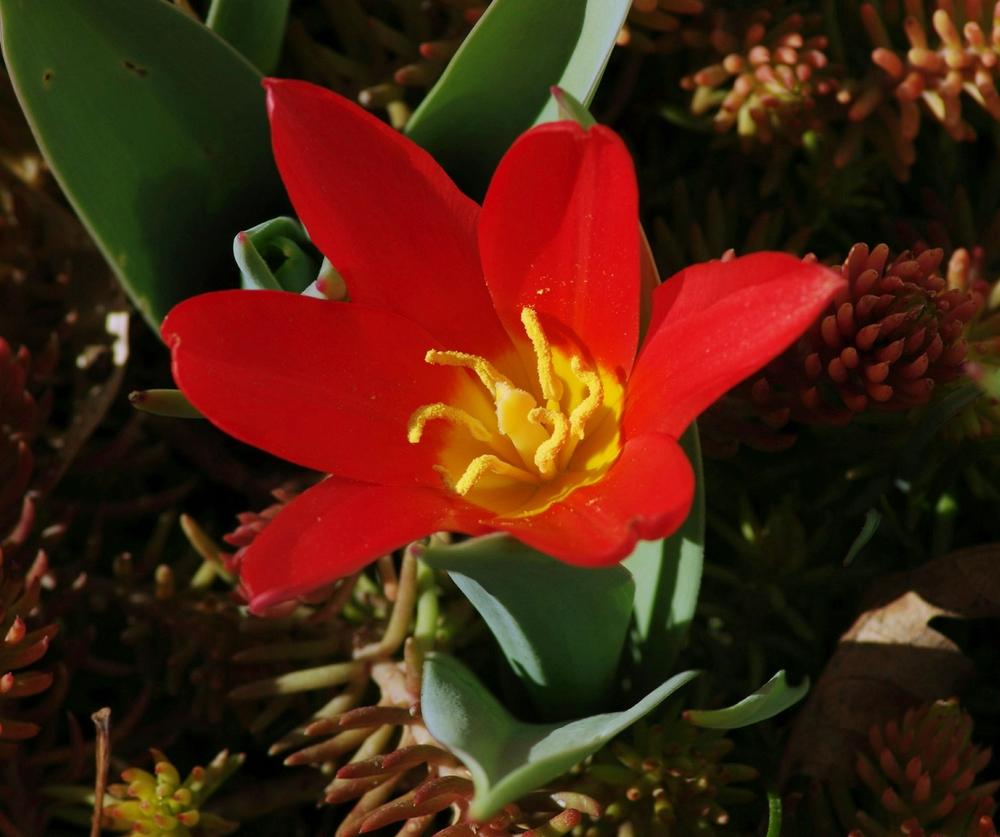 Photo of Waterlily Tulip (Tulipa kaufmanniana 'Scarlet Baby') uploaded by dirtdorphins