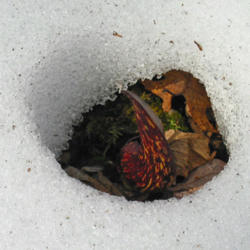
Date: 2014-03-25
Inflorescence melted a hole through the snow cover. First sign of