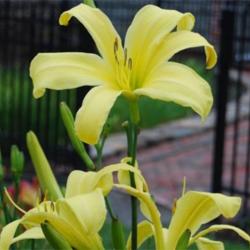 
Photo Courtesy of Daredevil Daylilies. Used with Permission