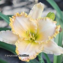 
Photo Courtesy of Fairyscape Daylilies. Used with Permission.