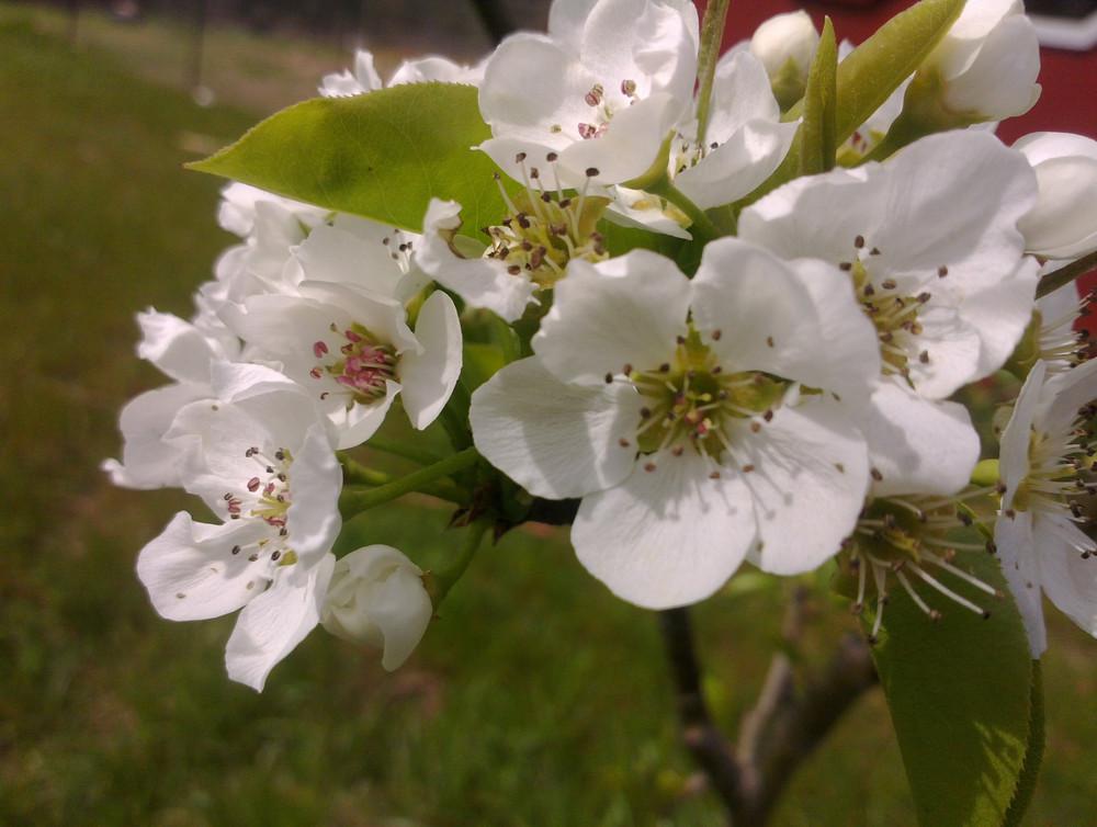 Photo of Pear (Pyrus 'Tennousi') uploaded by Katie