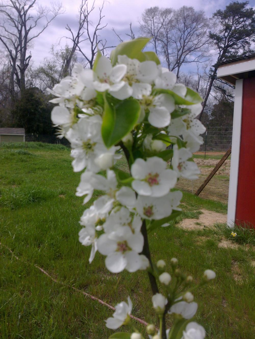 Photo of Pear (Pyrus 'Tennousi') uploaded by Katie