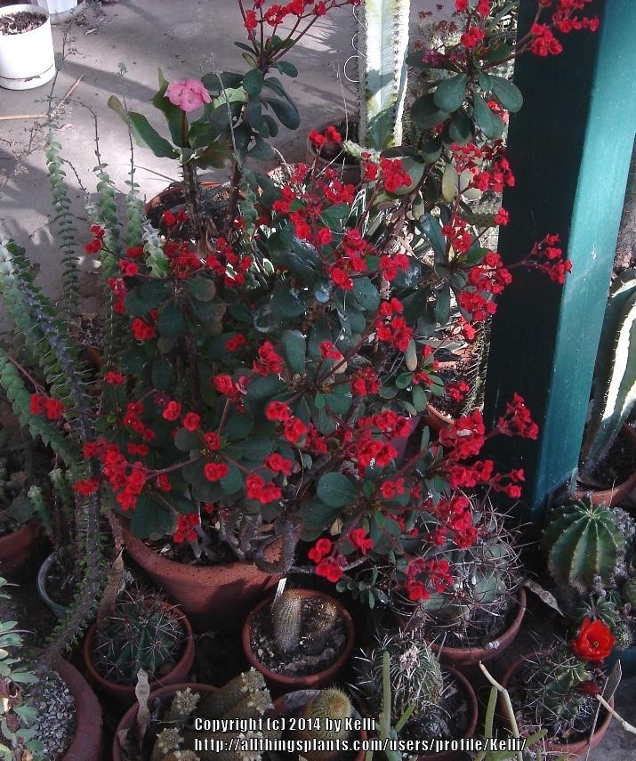 Photo of Crown of Thorns (Euphorbia milii) uploaded by Kelli