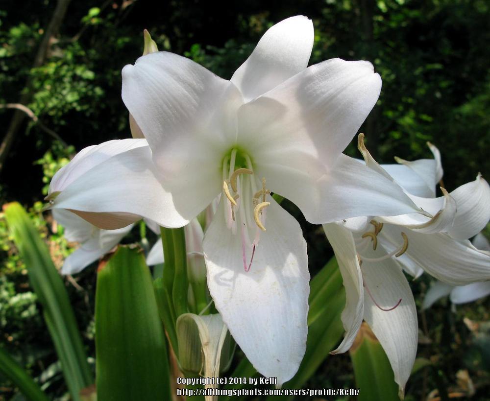 Photo of Natal Lily (Crinum moorei) uploaded by Kelli
