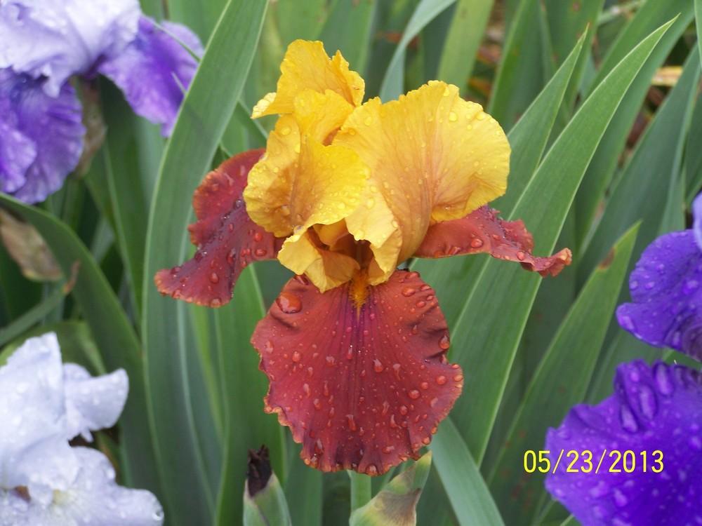 Photo of Tall Bearded Iris (Iris 'Heliacal Carnelia') uploaded by Misawa77