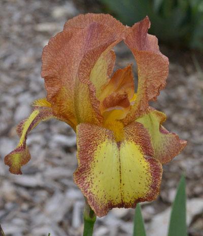 Photo of Tall Bearded Iris (Iris 'Ruth Pollock') uploaded by brettbarney73