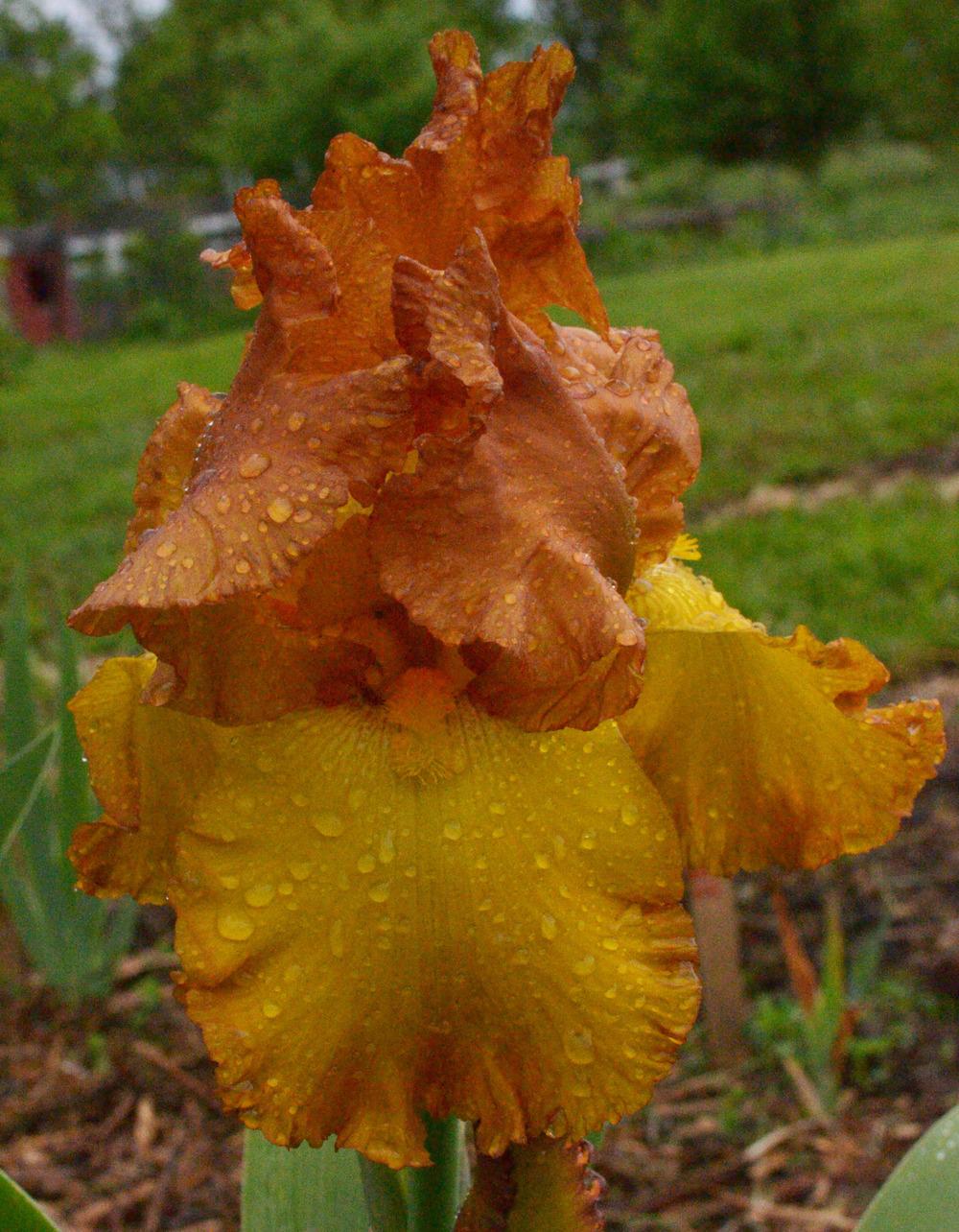 Photo of Tall Bearded Iris (Iris 'Boy Friend') uploaded by brettbarney73