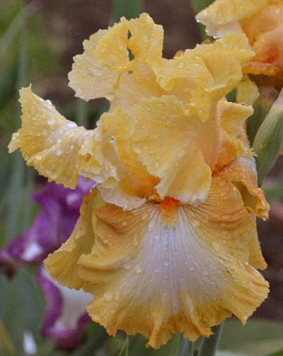 Photo of Tall Bearded Iris (Iris 'Honeycomb') uploaded by brettbarney73