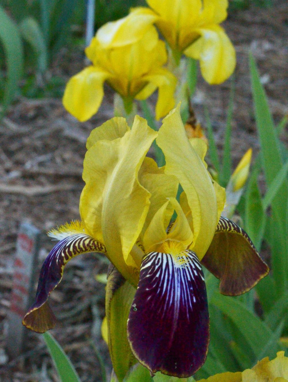Photo of Tall Bearded Iris (Iris 'W. J. Fryer') uploaded by brettbarney73
