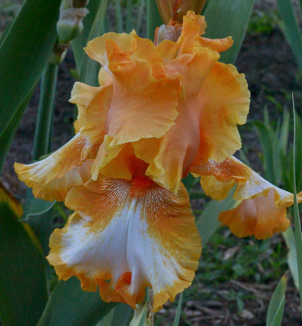 Photo of Tall Bearded Iris (Iris 'Cajun Rhythm') uploaded by brettbarney73
