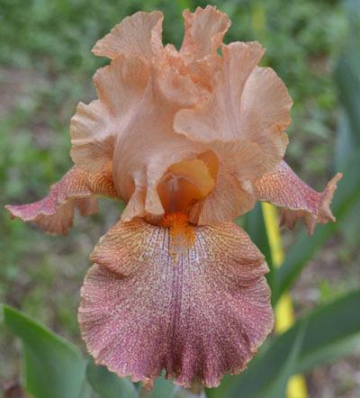 Photo of Tall Bearded Iris (Iris 'Tanzanian Tangerine') uploaded by brettbarney73